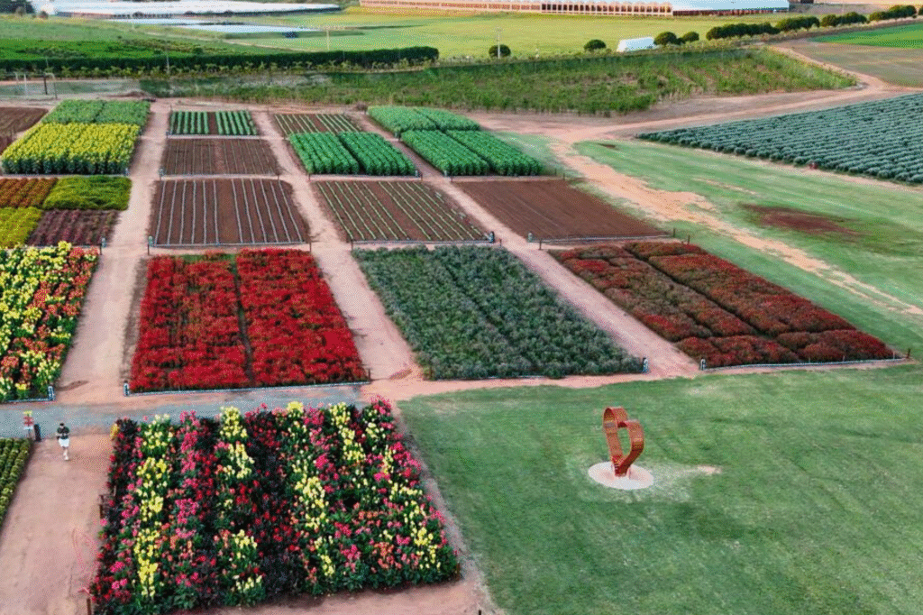 Campo de flores