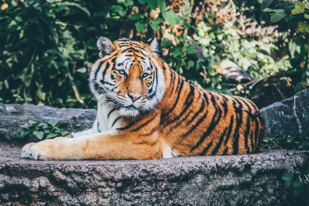 tigre-sentado-em-cima-de-uma-pedra